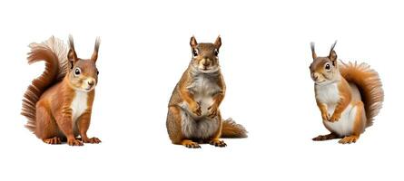 mammal squirrel animal photo