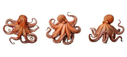 underwater octopus animal photo