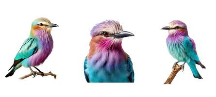 wildlife lilac breasted roller animal photo