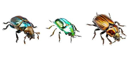 escarabajo escarabajo animal foto