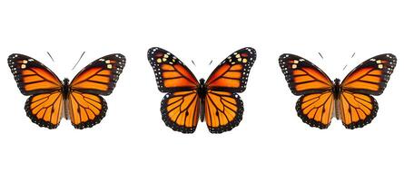 asia viceroy animal photo