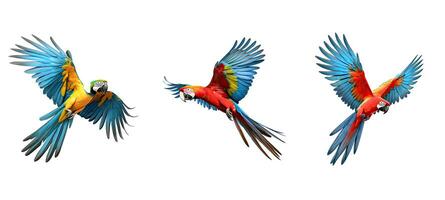 bird macaw parrot flying animal photo