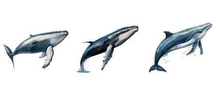 mamífero jorobado ballena animal foto