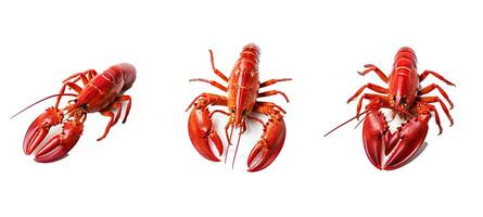 crustacean lobster animal photo