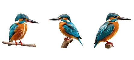 animal kingfisher animal photo