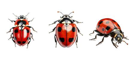 animal ladybug animal photo