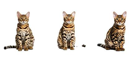 cat bengal animal photo