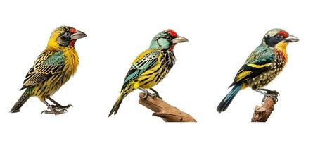 aviar arnauds Barbet animal foto