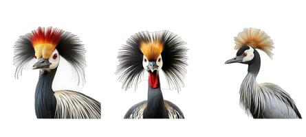 animal can crowned crane animal photo