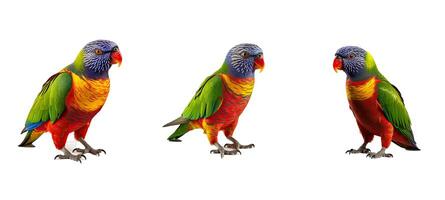 wild rainbow lorikeets animal photo