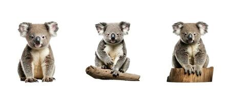 Australia coala animal foto