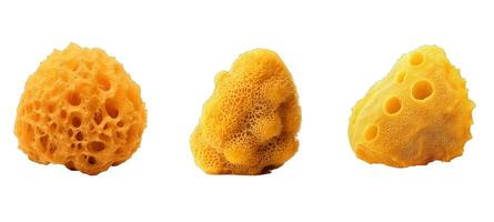 marine sea sponge animal photo