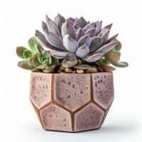 Graptoveria in a terracotta hexagonal pot with a speckled pattern in shades of purple AI Generated photo