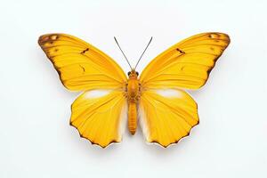 A yellow butterfly isolated on white background. Butterfly. Generative Ai photo