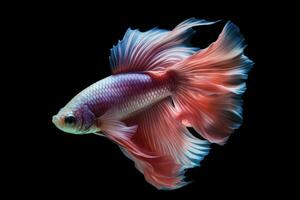 A Purple Betta fish isolated on black background. Generative Ai photo