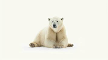 a polar bear isolated on the white background. generative ai photo