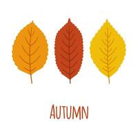 Fall foliage in orange, red, yellow colors. vector