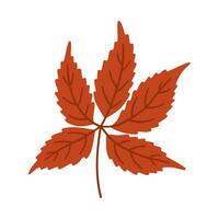 Virginia creeper autumn leaf on white background, vector. vector