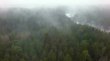 nebelig Nadelbaum Wald im Winter, Antenne Aussicht video