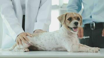 medicinale, animale domestico cura e persone concetto - vicino su di bassotto cane e veterinario medico con appunti assunzione Appunti a veterinario clinica video