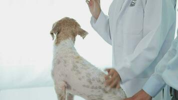 medicine, pet care and people concept - close up of dachshund dog and veterinarian doctor with clipboard taking notes at vet clinic video