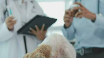 Medizin, Haustier Pflege und Menschen Konzept - - schließen oben von Dackel Hund und Tierarzt Arzt mit Zwischenablage nehmen Anmerkungen beim Tierarzt Klinik video