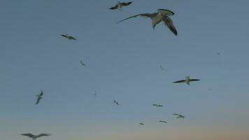 Flying seagulls against evening sky video