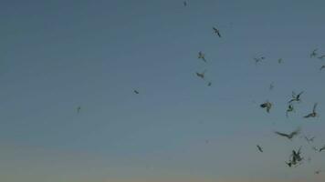 Scenery with seagulls over the sea, coast and evening sky video