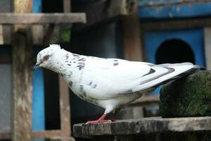 Dove sitting during daytime Poses of Pigeon Bird photo