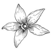 vainilla flor con palos colocar. vector mano dibujado ilustración de orquídea flor y vainas en aislado antecedentes. haz con contorno dibujo de especia. bosquejo en línea Arte estilo pintado por negro tintas