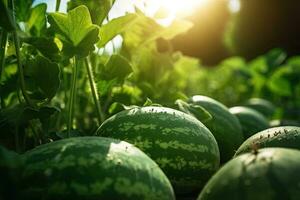 Watermelon with leaves and sunlight in the agriculture farm waiting for harvest in greenhouse. Generative Ai photo