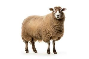 A Sheep, North country cheviot sheep breed isolated on white background. Generative AI photo