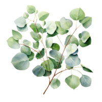 Watercolor eucalyptus branch. Floristic design elements. AI Generative Pro PNG