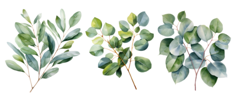 Watercolor eucalyptus branch set. Floristic design elements. AI Generative PNG Pro