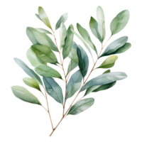 waterverf eucalyptus Afdeling. floristisch ontwerp elementen. ai generatief pro PNG