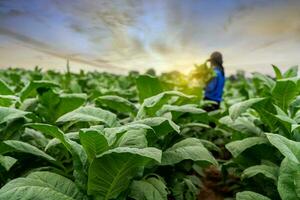 agricultura que lleva el cosecha de tabaco hojas creciente en el cosecha estación. Seleccione atención de tabaco hojas. foto