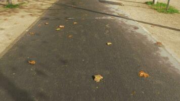 Tree lined walkway in autumn Paris, France video