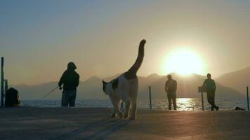 pescadores y extraviado gato en el muelle a puesta de sol video