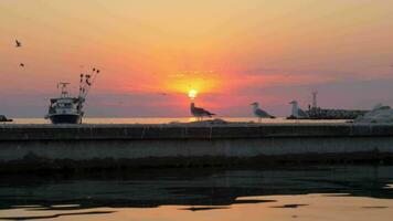 Sea with boat and seagulls at sunset video