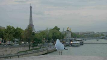 Paris paysage urbain avec front de mer, Eiffel la tour et en volant mouette video