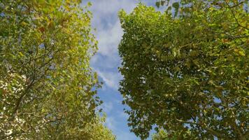 Gehen im Herbst Park Aussicht zu das Himmel und Baum Spitzen video