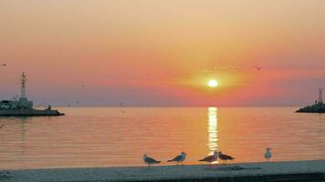 pôr do sol paisagem aquática com gaivotas video