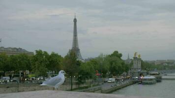 Paris view and gull looking at city, France video