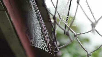 spinneweb Aan de dak met dauw druppels. de spin spins een web video