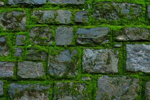 Big amount of green moss on a stone brick wall. Frontal shot of an old stone wall with green moss on it. photo