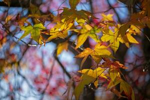 Yellow autumn maple leaves in a forest. Maple Leaf tree with natural yellow leaves photo