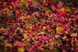 Yellow and Red Maple leaf on the ground in autumn photo