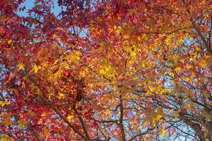 Maple Leaf tree with natural red leaves and a bright blue sky photo