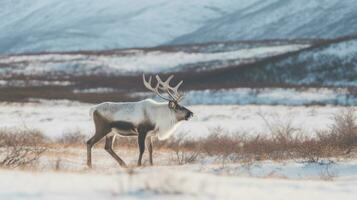 A Reindeer in the middle of a snowy landscape. Generative Ai photo