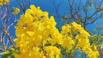 hermosa tropical árbol con amarillo flores azul cielo en México. video